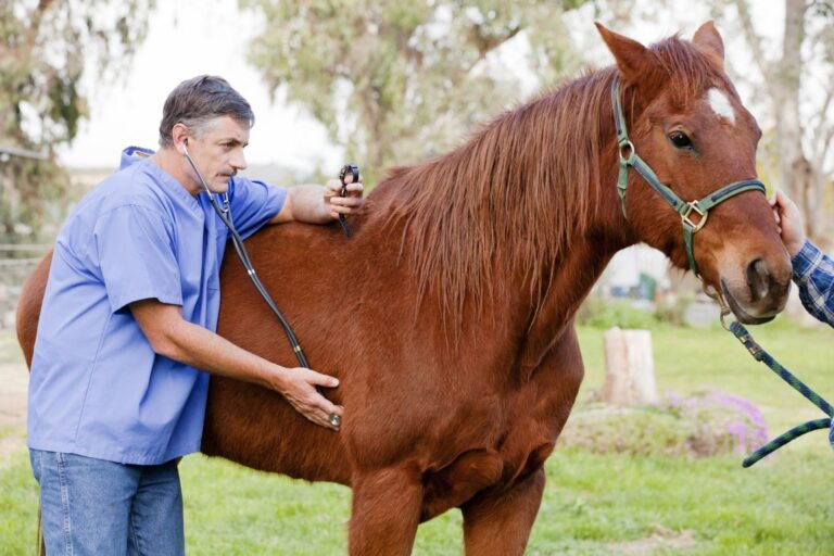 Tips to Provide Comprehensive Care for Your Horse with the Right Supplies